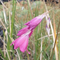 Dierama 'Blackberry Bells'